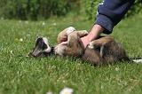 BORDER COLLIE 011